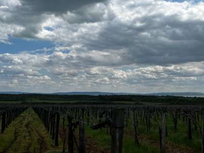 Eladó mezőgazdasági terület - Szentantalfa / 5. kép