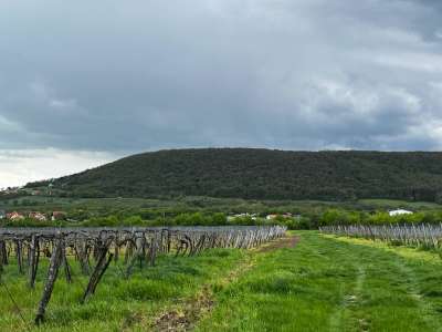 Eladó mezőgazdasági terület - Szentantalfa / 4. kép