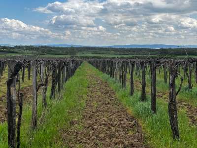 Eladó mezőgazdasági terület - Szentantalfa / 3. kép