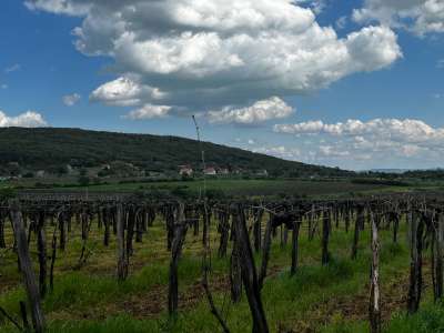 Eladó mezőgazdasági terület - Szentantalfa / 2. kép