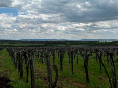 Eladó mezőgazdasági terület - Szentantalfa / 1. kép