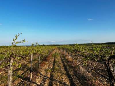 Eladó mezőgazdasági terület - Zánka / 1. kép