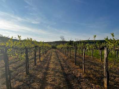 Eladó mezőgazdasági terület - Zánka / 4. kép