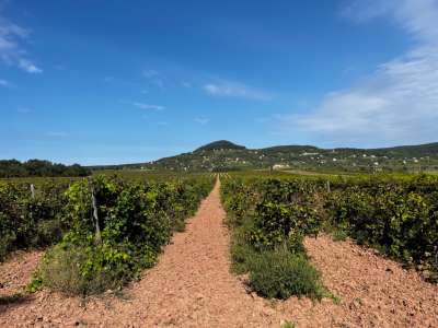 Eladó mezőgazdasági terület - Zánka / 1. kép