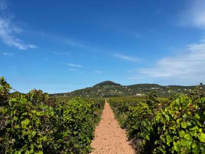 Eladó mezőgazdasági terület - Zánka / 2. kép