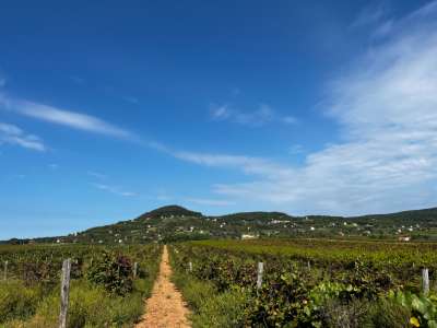 Eladó mezőgazdasági terület - Zánka / 4. kép