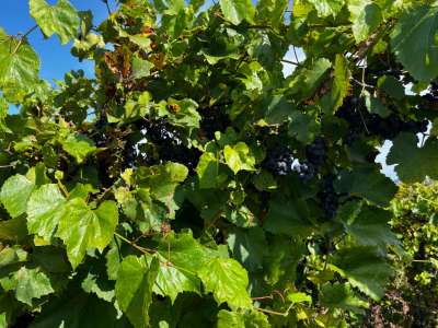 Eladó mezőgazdasági terület - Zánka / 3. kép