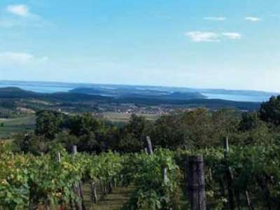 Eladó mezőgazdasági terület - Balatonszőlős / 1. kép