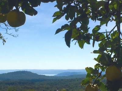 Eladó mezőgazdasági terület - Balatonszőlős / 4. kép