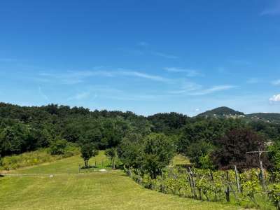 Eladó mezőgazdasági terület - Zánka / 5. kép