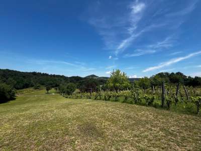 Eladó mezőgazdasági terület - Zánka / 4. kép