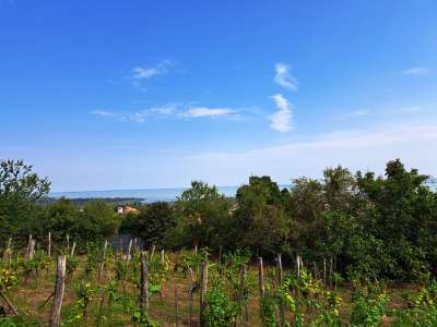 Eladó mezőgazdasági terület - Balatonfüred / 1. kép