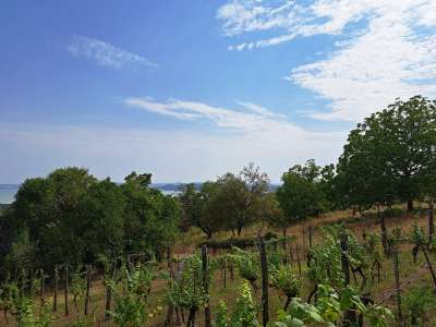 Eladó mezőgazdasági terület - Balatonfüred / 4. kép