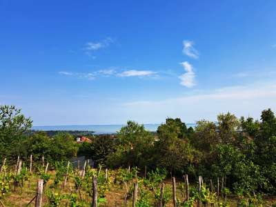 Eladó mezőgazdasági terület - Balatonfüred / 5. kép