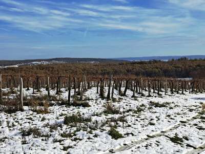 Eladó mezőgazdasági terület - Balatoncsicsó / 2. kép