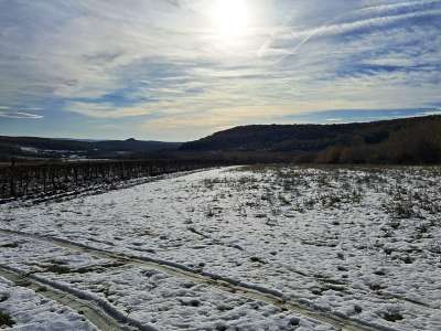 Eladó mezőgazdasági terület - Balatoncsicsó / 5. kép