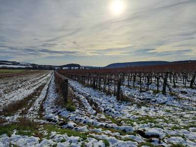 Eladó mezőgazdasági terület - Balatoncsicsó / 2. kép