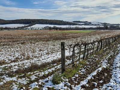 Eladó mezőgazdasági terület - Balatoncsicsó / 3. kép