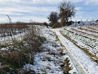 Eladó mezőgazdasági terület - Balatoncsicsó / 9. kép