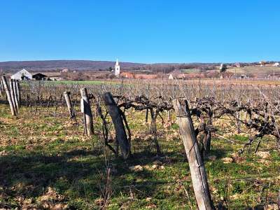 Eladó mezőgazdasági terület - Balatoncsicsó / 1. kép