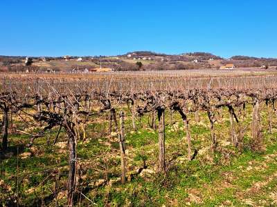 Eladó mezőgazdasági terület - Balatoncsicsó / 6. kép