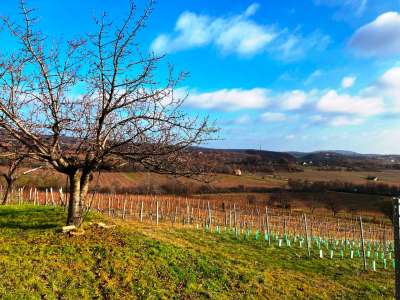 Eladó építési telek - Balatonszőlős (Nagygella) / 3. kép