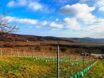 Eladó építési telek - Balatonszőlős (Nagygella) / 6. kép