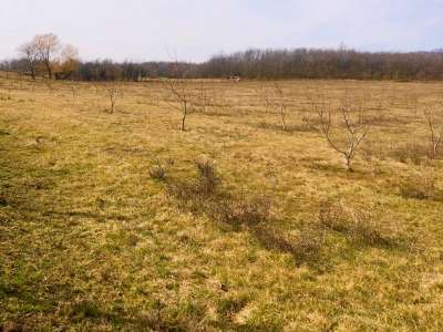 Eladó kert, gyümölcsös - Balatonhenye / 4. kép