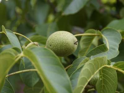 Eladó kert, gyümölcsös - Balatonhenye / 3. kép