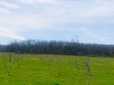 Eladó kert, gyümölcsös - Balatonhenye / 9. kép