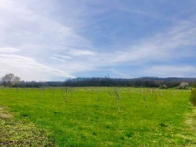 Eladó kert, gyümölcsös - Balatonhenye / 1. kép