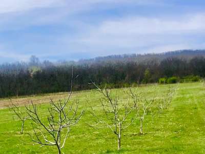 Eladó kert, gyümölcsös - Balatonhenye / 8. kép