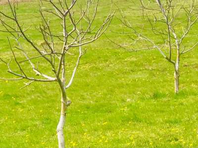 Eladó kert, gyümölcsös - Balatonhenye / 6. kép