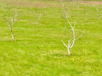 Eladó kert, gyümölcsös - Balatonhenye / 10. kép