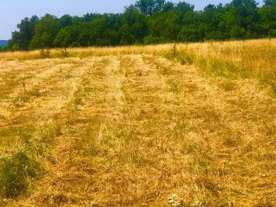 Eladó mezőgazdasági terület - Balatonakali / 10. kép