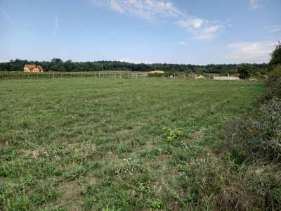 Eladó mezőgazdasági terület - Balatonakali / 3. kép