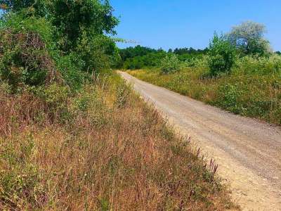Eladó mezőgazdasági terület - Balatonakali / 4. kép