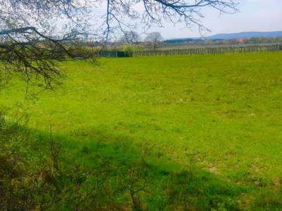 Eladó mezőgazdasági terület - Balatonakali / 5. kép