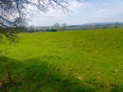 Eladó mezőgazdasági terület - Balatonakali / 4. kép