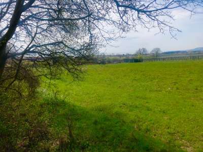 Eladó mezőgazdasági terület - Balatonakali / 3. kép