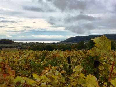 Eladó mezőgazdasági terület - Balatoncsicsó / 6. kép
