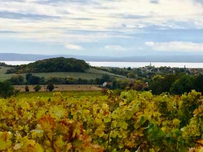 Eladó mezőgazdasági terület - Balatoncsicsó / 2. kép