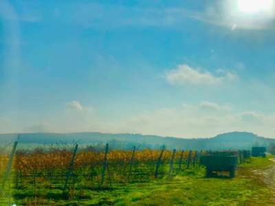 Eladó mezőgazdasági terület - Balatoncsicsó / 1. kép
