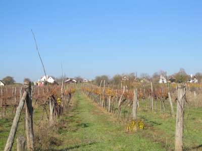 Eladó mezőgazdasági terület - Aszófő (Vörösmáli dűlő) / 6. kép