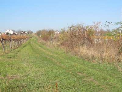 Eladó mezőgazdasági terület - Aszófő (Vörösmáli dűlő) / 8. kép