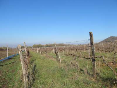 Eladó mezőgazdasági terület - Tihany / 1. kép