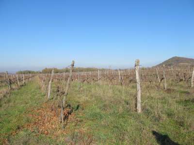 Eladó mezőgazdasági terület - Tihany / 3. kép