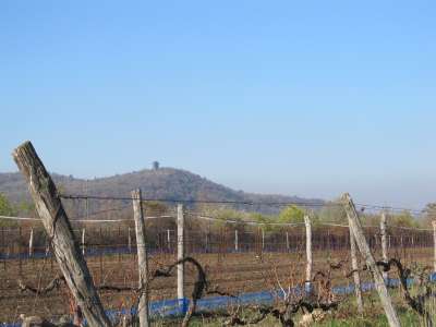 Eladó mezőgazdasági terület - Tihany / 4. kép