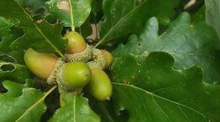 Eladó mezőgazdasági terület - Dörgicse (Becce dűlő) / 4. kép