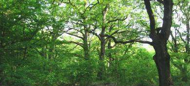 Eladó mezőgazdasági terület - Dörgicse (Becce dűlő) / 5. kép